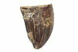 Feeding Worn Theropod Dinosaur Tooth - Hell Creek Formation #204245-1